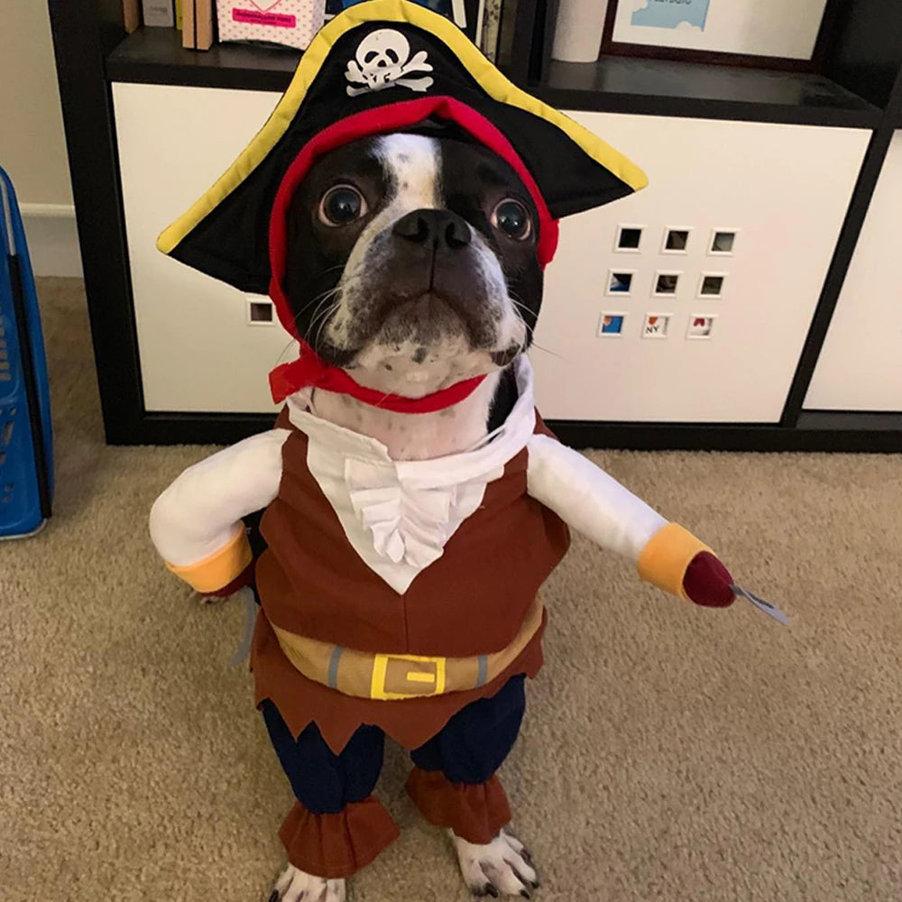Adorable dog in a pirate pet costume for cats and dogs with hat and outfit