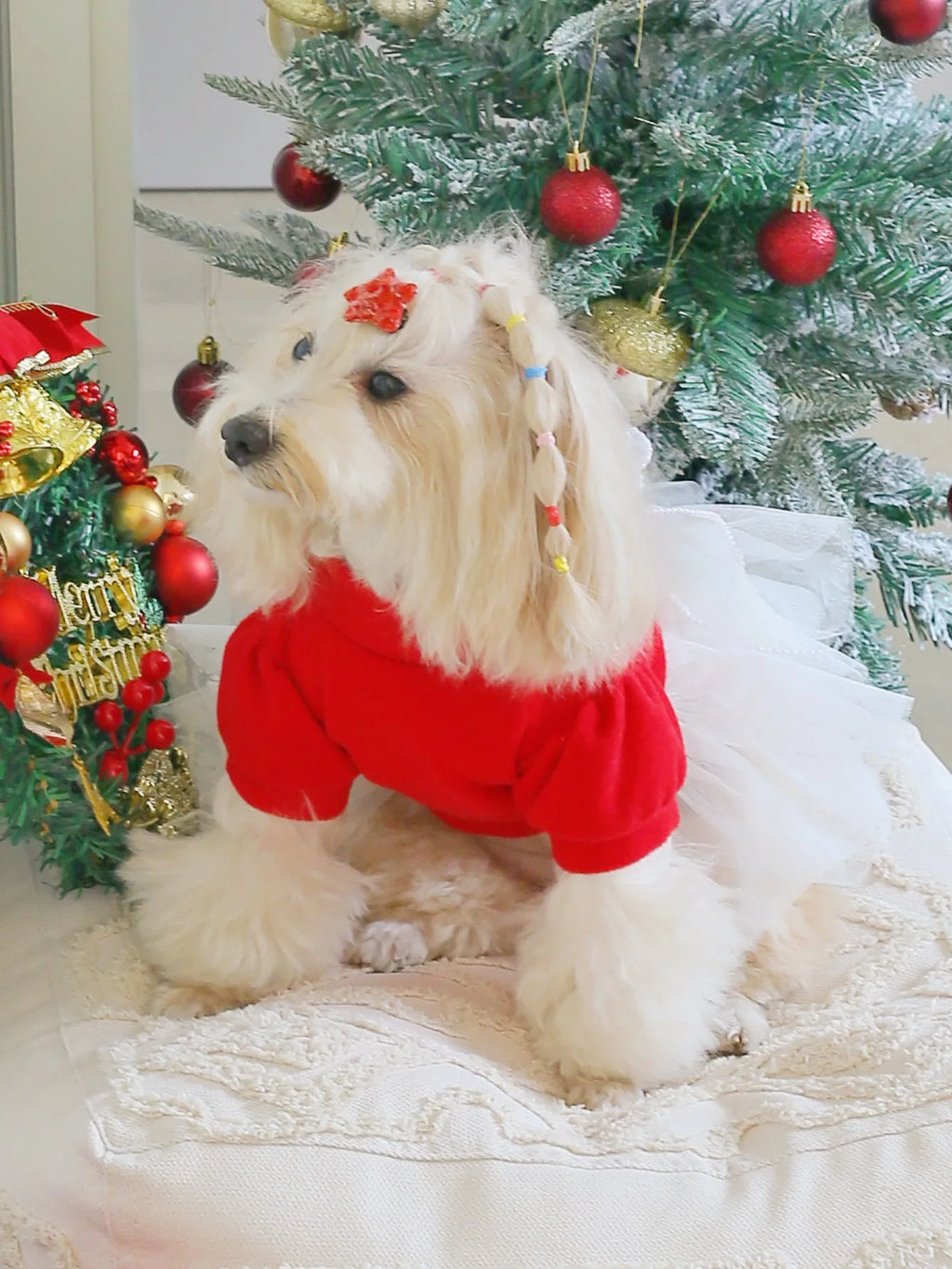 Stylish red tweed dog dress with lace, perfect for festive occasions and stylish pets