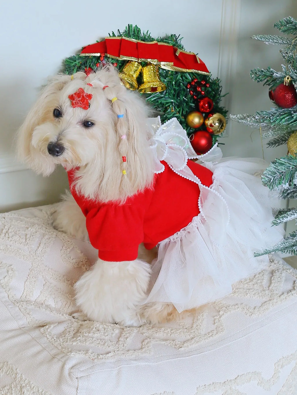 Cute dog wearing a red tweed dog dress with lace and a decorative bow, sitting beside festive decor