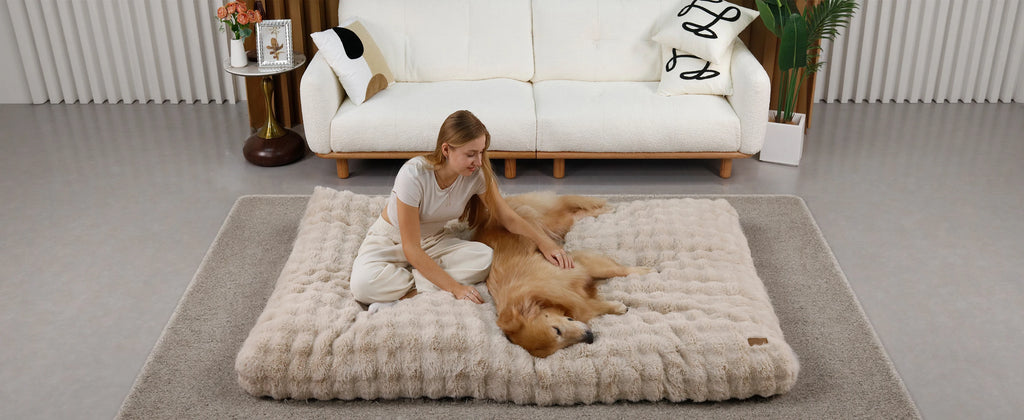 Cozy ultra plush dog bed in a modern living room with a woman and her golden retriever