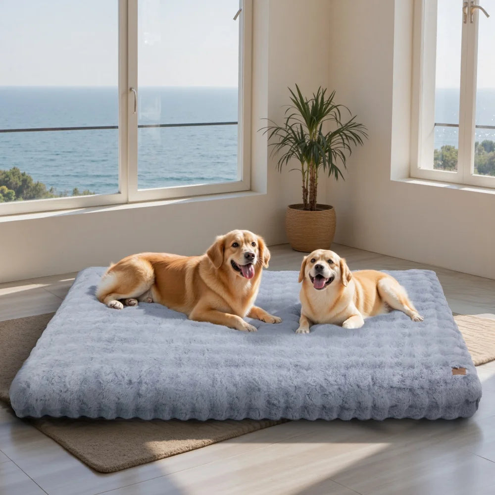 Two happy dogs relaxing on an ultra plush dog bed in a bright room with ocean views
